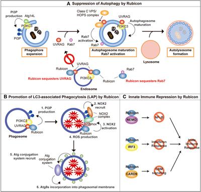 Rubicon in Metabolic Diseases and Ageing